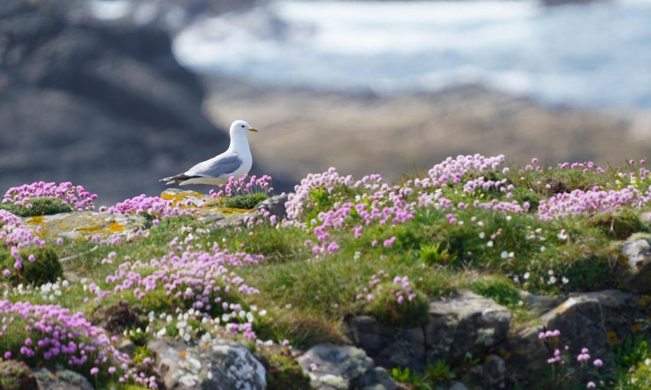 Meadow Cottage Belmullet ภายนอก รูปภาพ